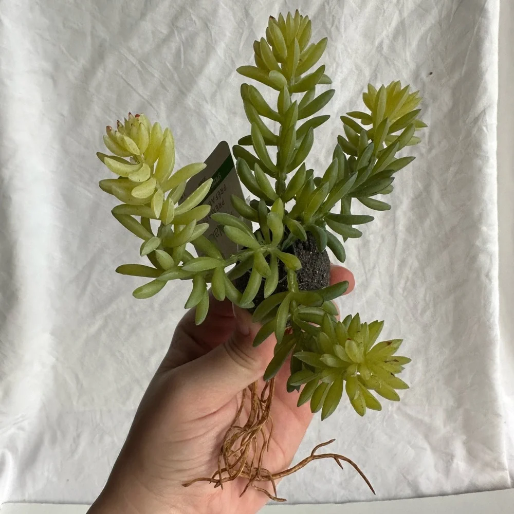 Artificial Hanging Succulent Plant Realistic Faux Greenery for Home Office Decor
